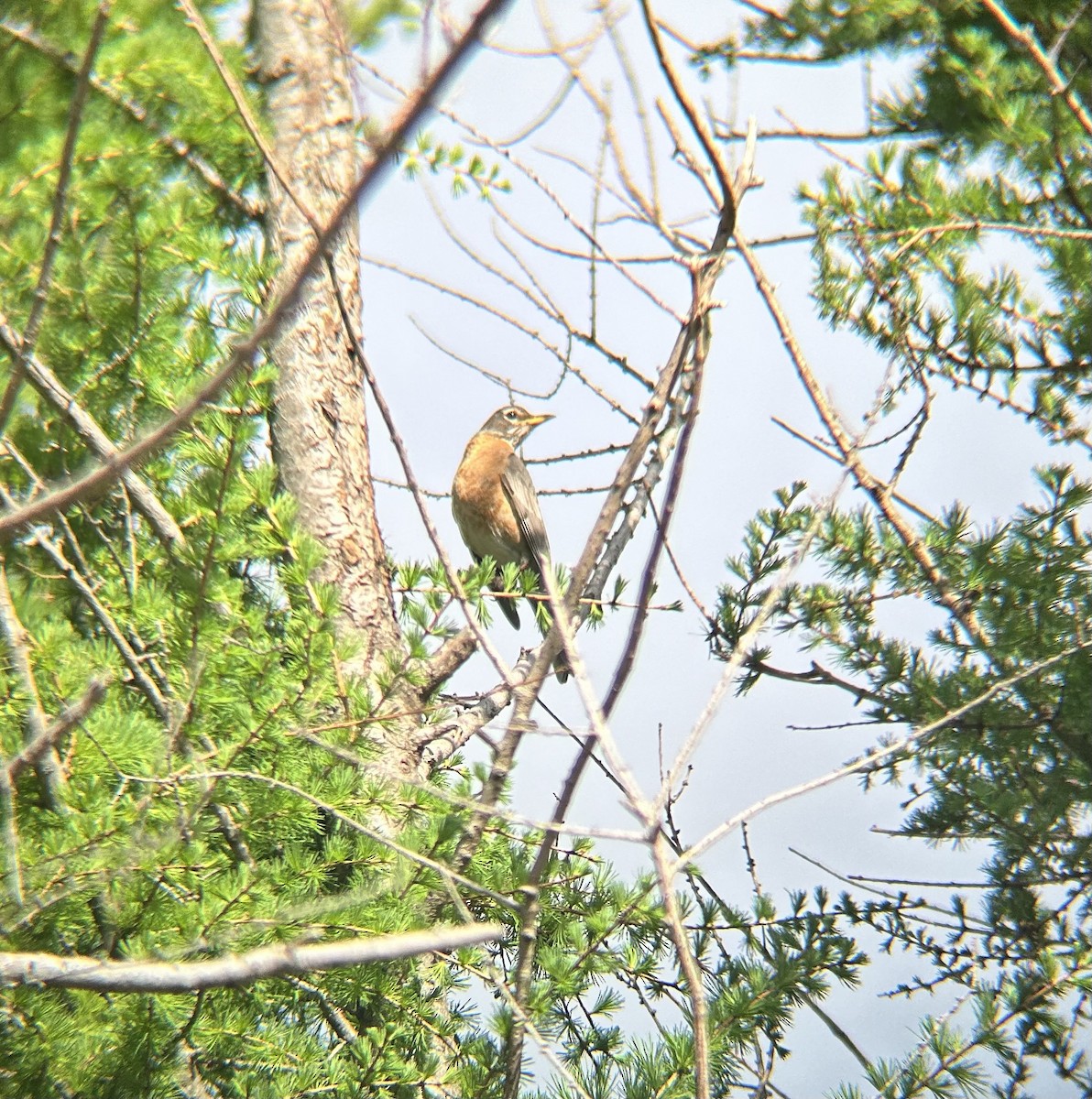 American Robin - ML619982725