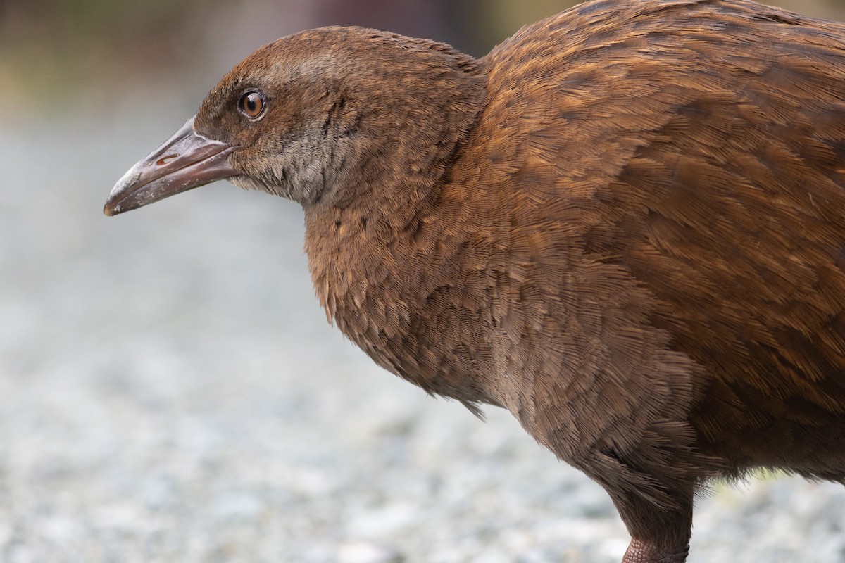 Weka - ML619982726