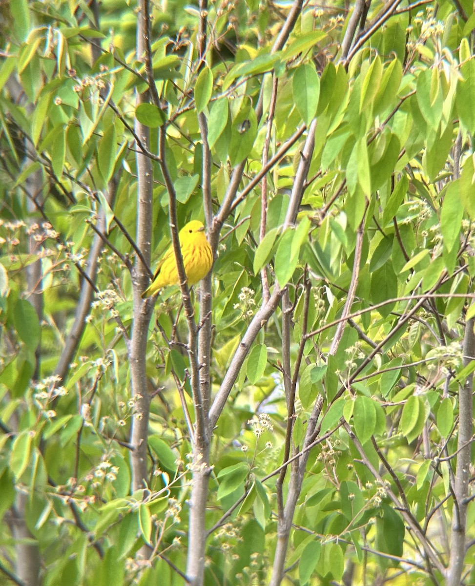 Yellow Warbler - ML619982729