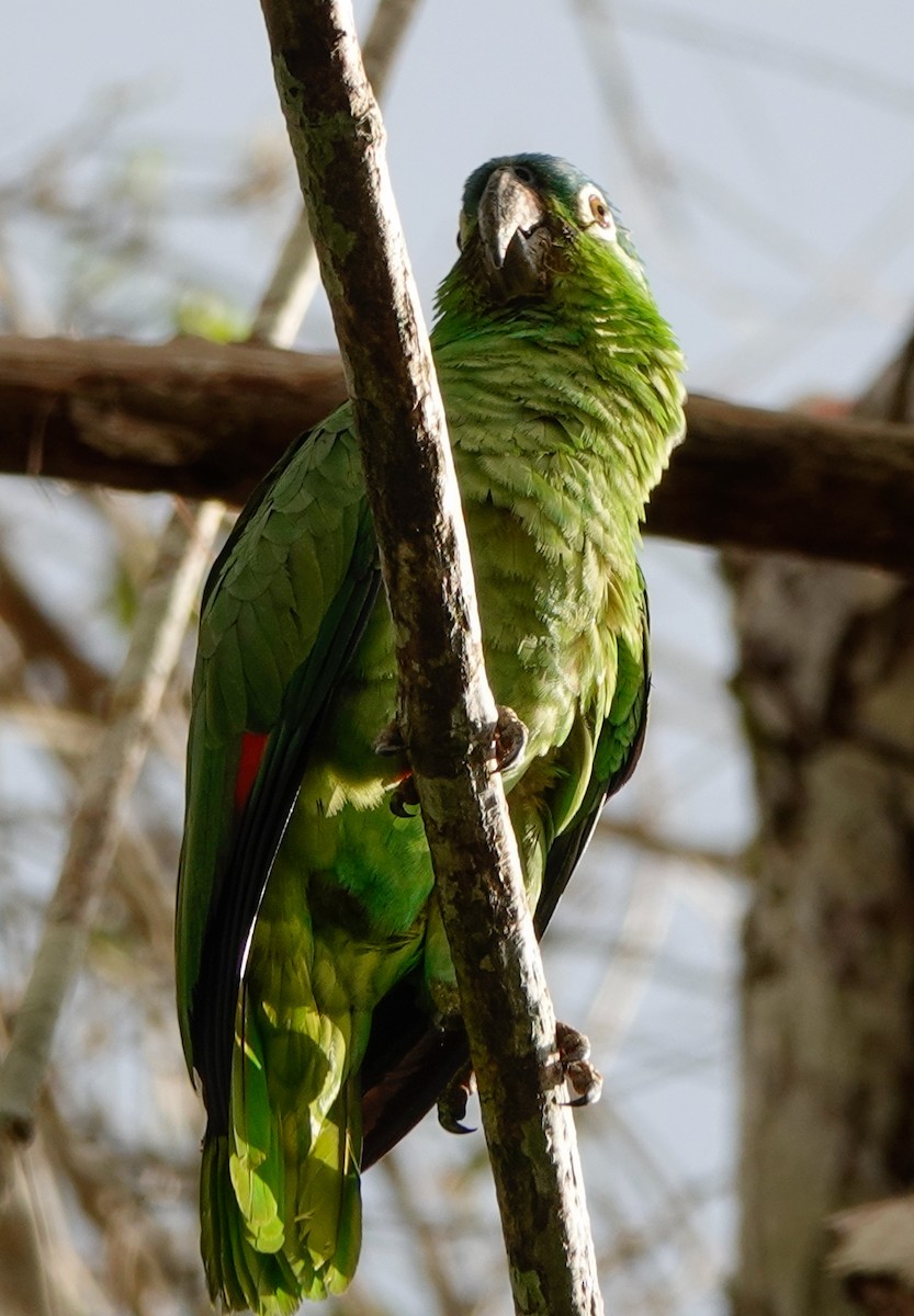 White-fronted Parrot - ML619982731