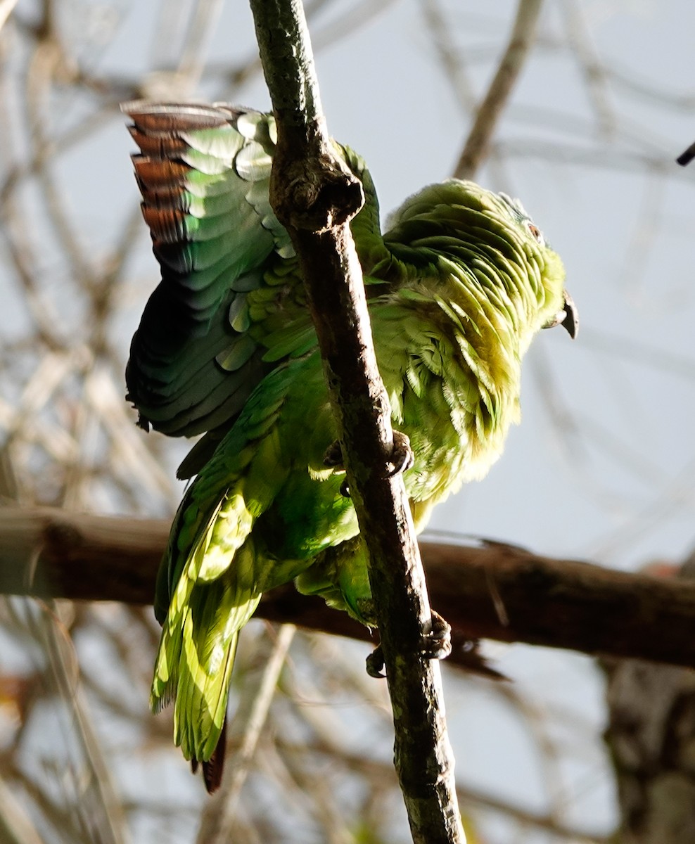 White-fronted Parrot - ML619982733