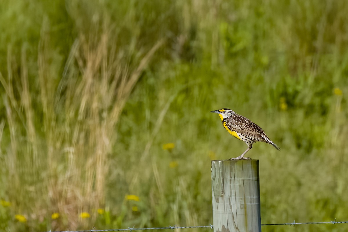 Eastern Meadowlark - Robin Janson
