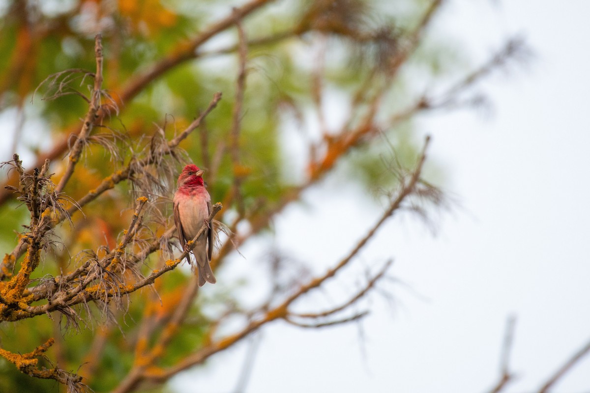 Common Rosefinch - ML619982738