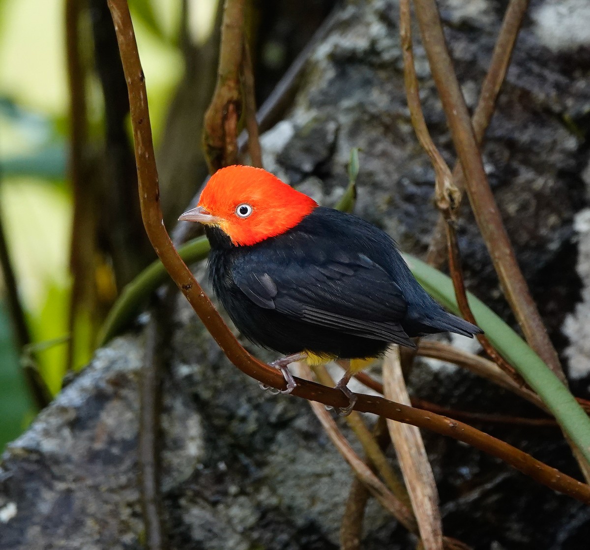 Red-capped Manakin - ML619982741