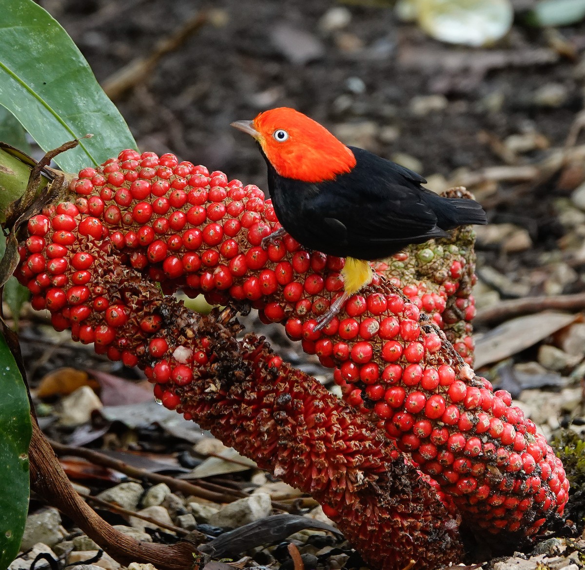 Red-capped Manakin - ML619982742