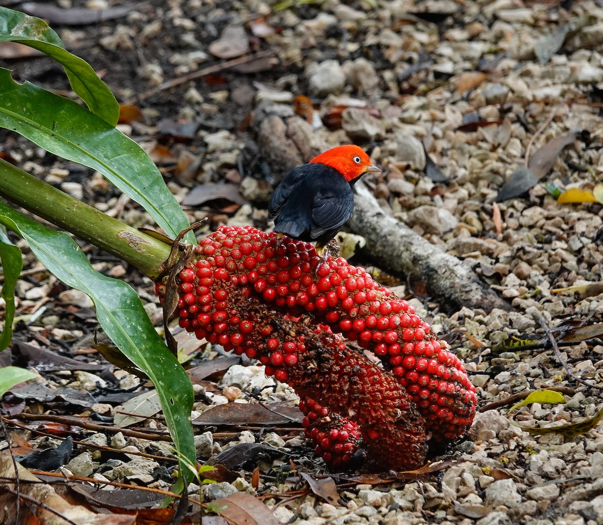 Red-capped Manakin - ML619982744