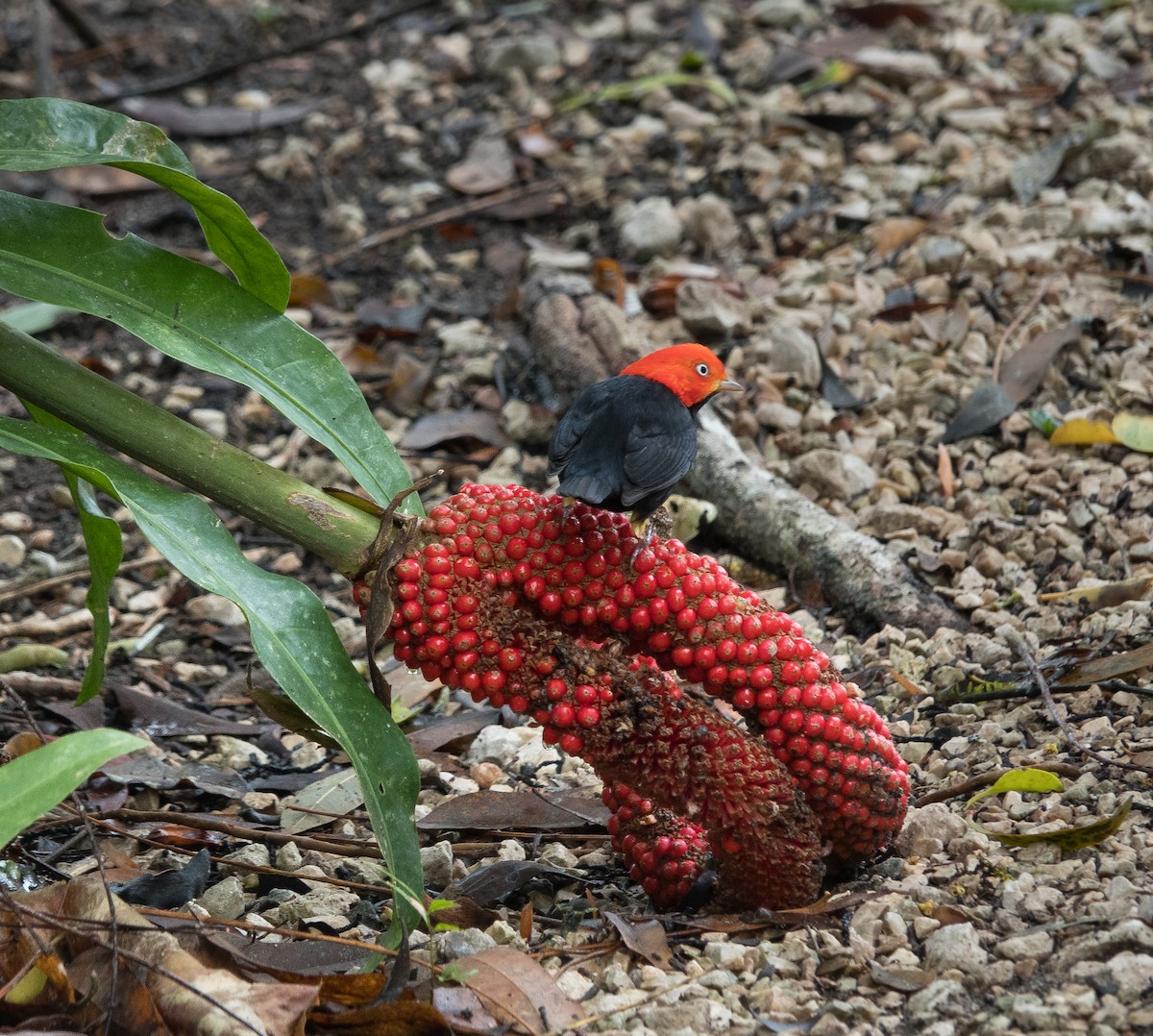 Red-capped Manakin - ML619982746