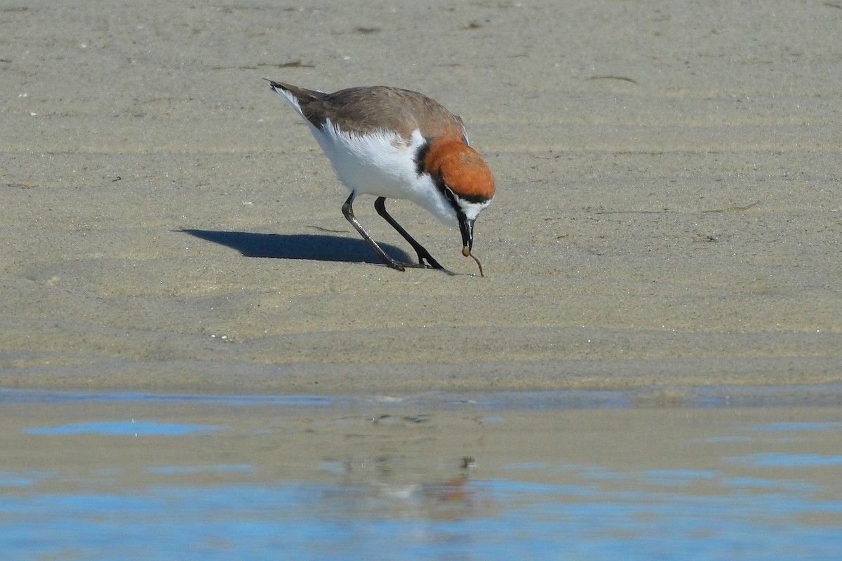 Red-capped Plover - ML619982748