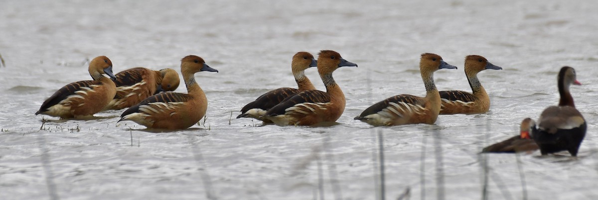 Fulvous Whistling-Duck - ML619982750