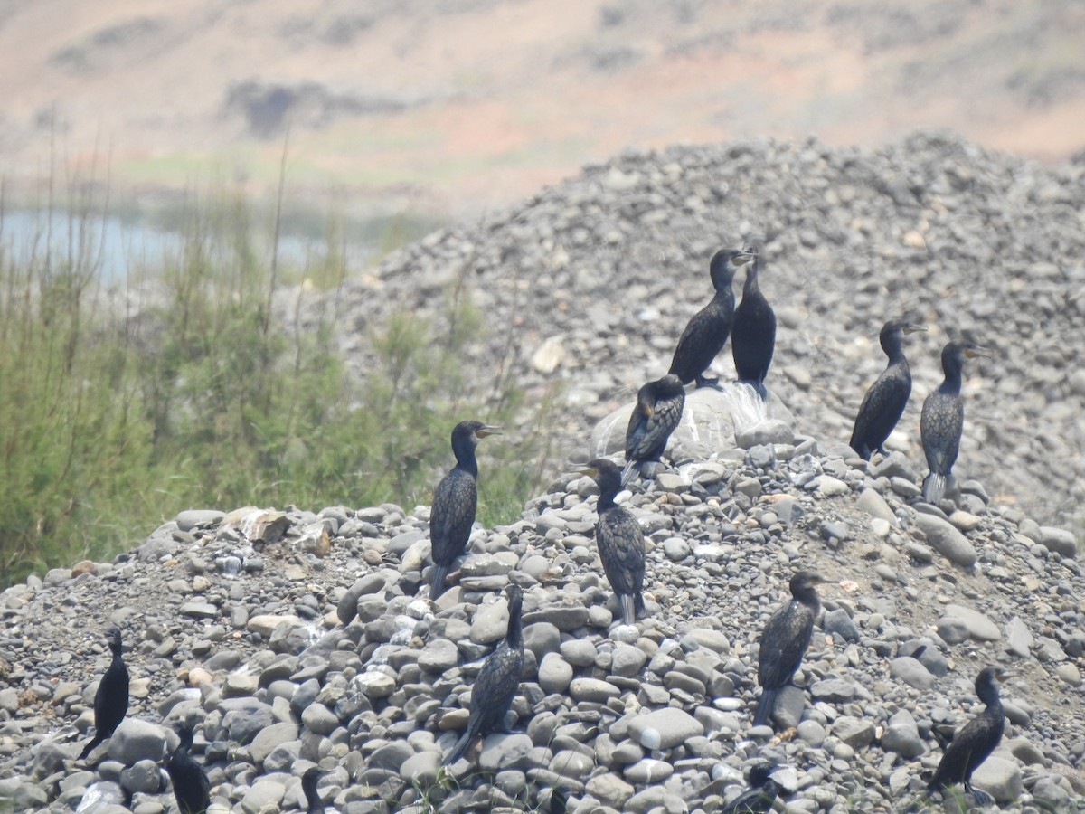 Cormorán de Java - ML619982752