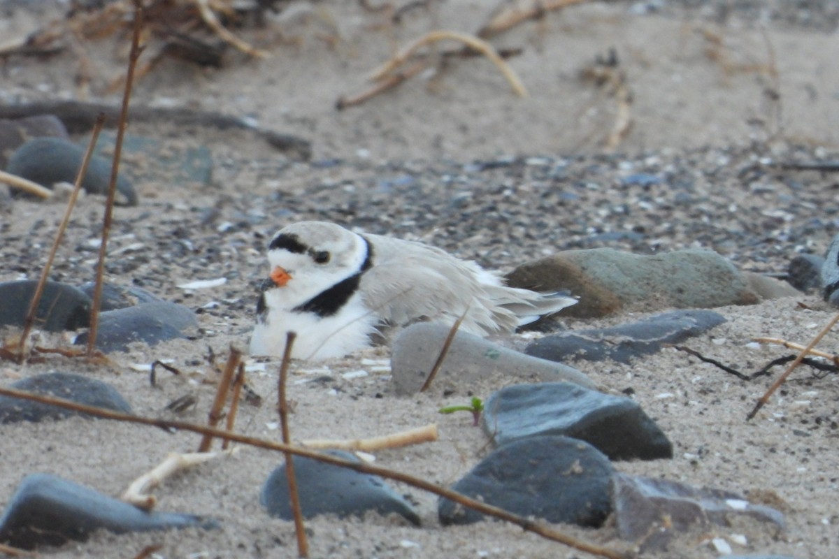 Piping Plover - ML619982754