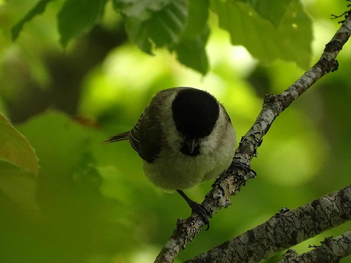 Marsh Tit - ML619982757