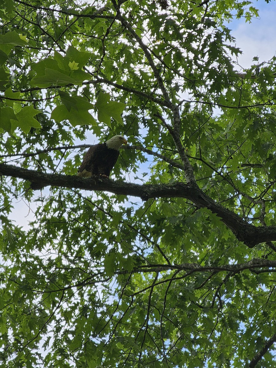 Bald Eagle - ML619982762
