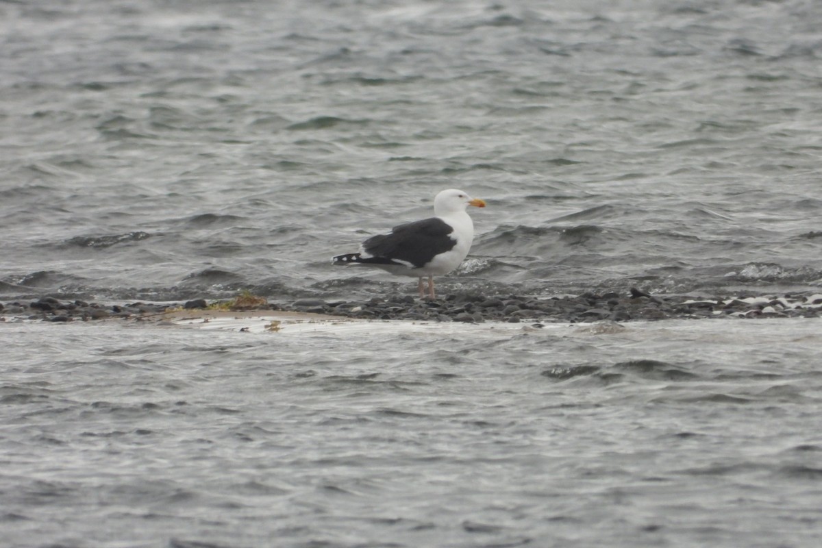 Great Black-backed Gull - ML619982765