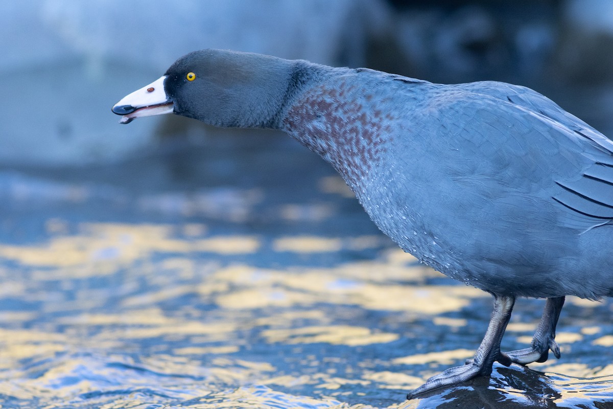 Pato Azul - ML619982769