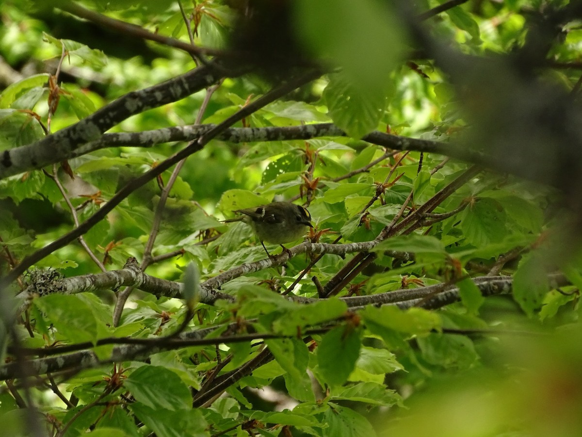 Goldcrest - ML619982771