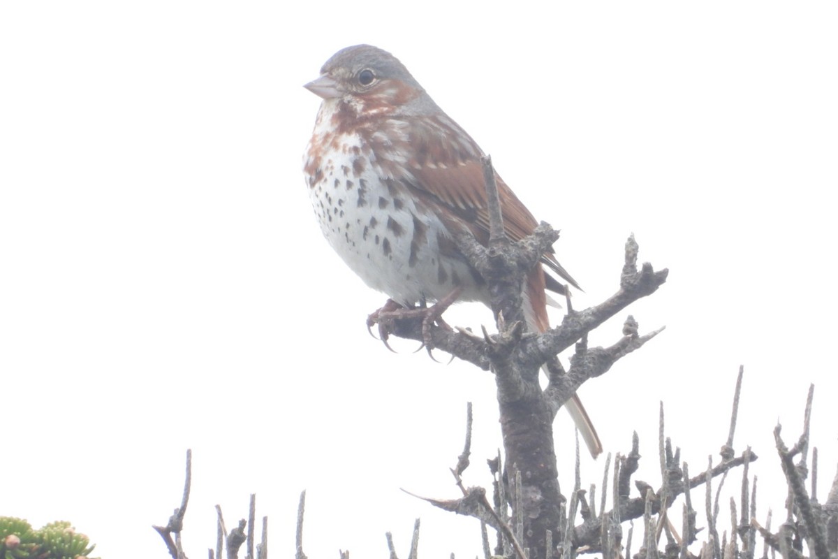 Fox Sparrow - ML619982776