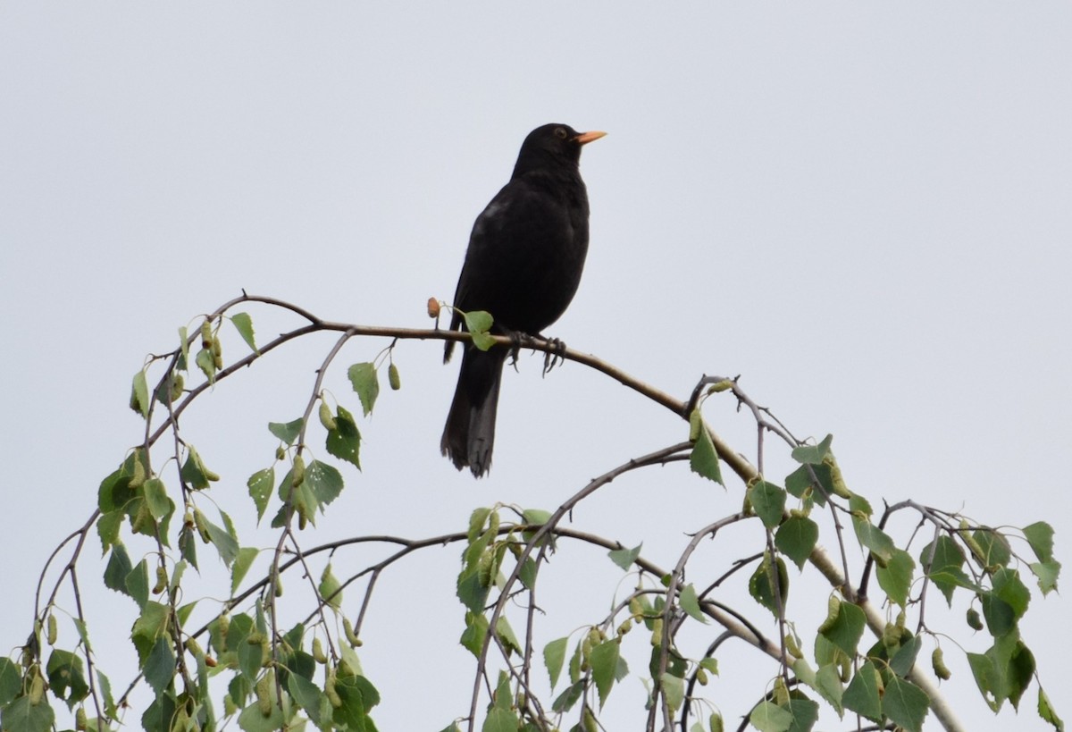 Eurasian Blackbird - ML619982777