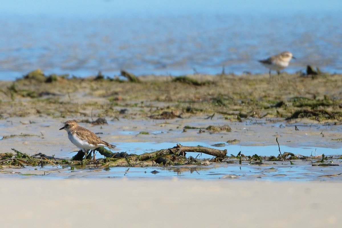 Double-banded Plover - ML619982779