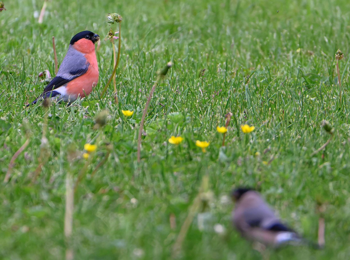 Eurasian Bullfinch - ML619982786