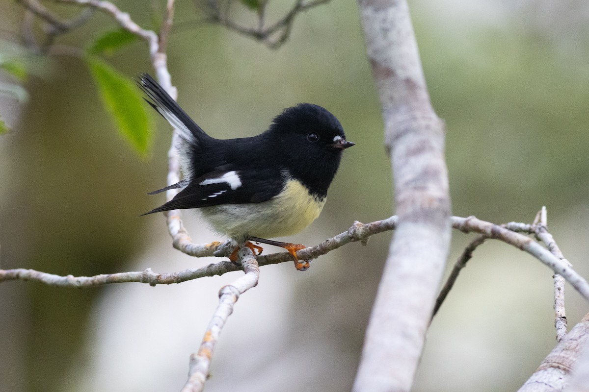 Tomtit Bülbülü [macrocephala grubu] - ML619982791