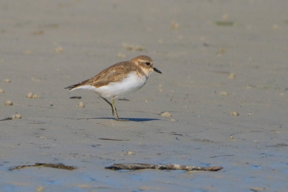 Double-banded Plover - ML619982792