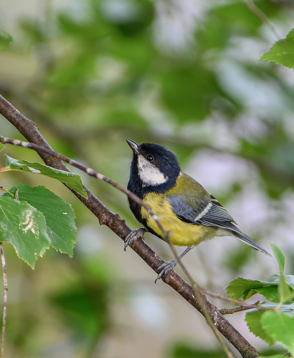 Great Tit - ML619982793