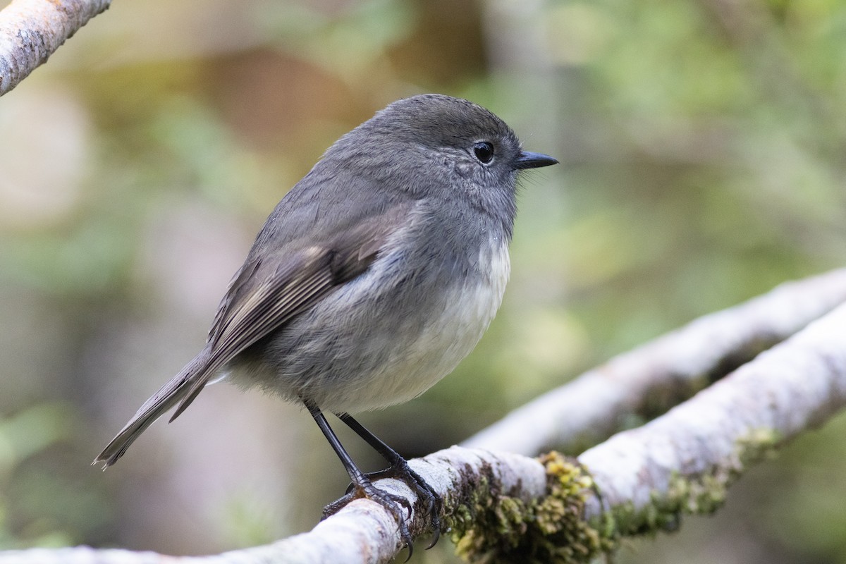 South Island Robin - ML619982795