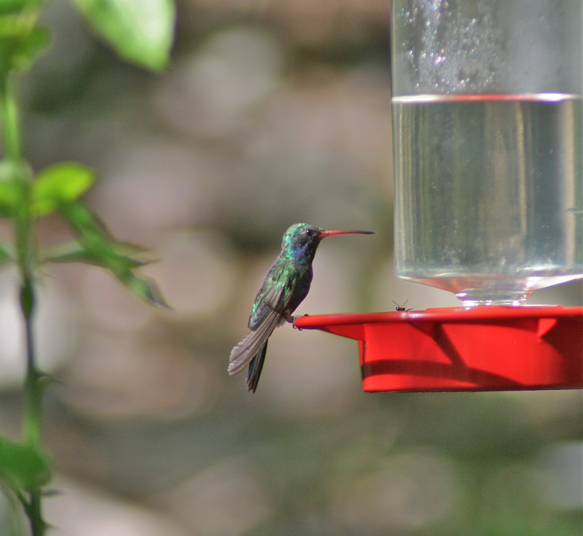 Broad-billed Hummingbird - ML619982800