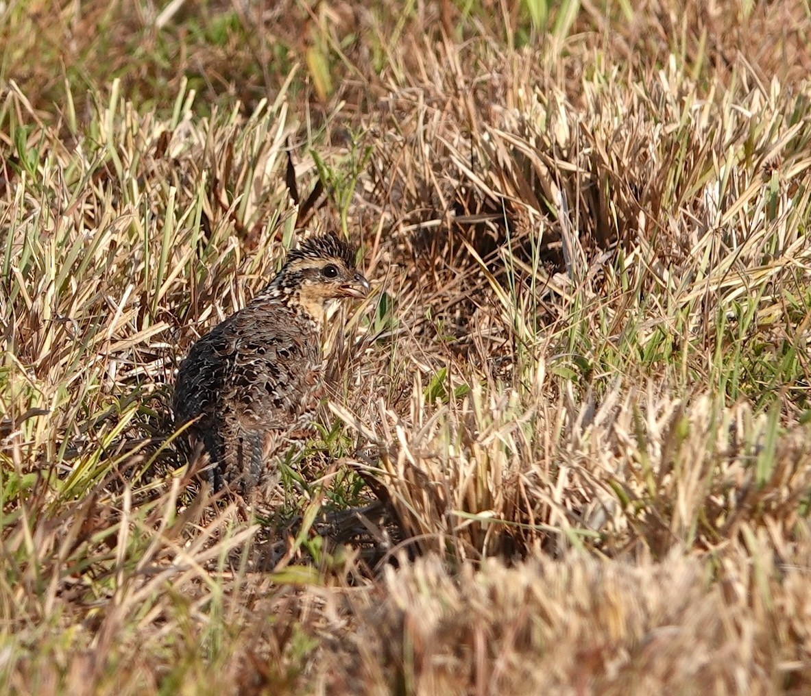 Northern Bobwhite - ML619982805