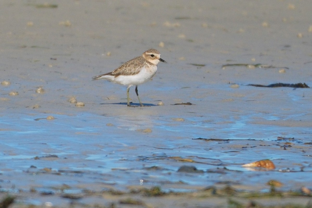 Double-banded Plover - ML619982806