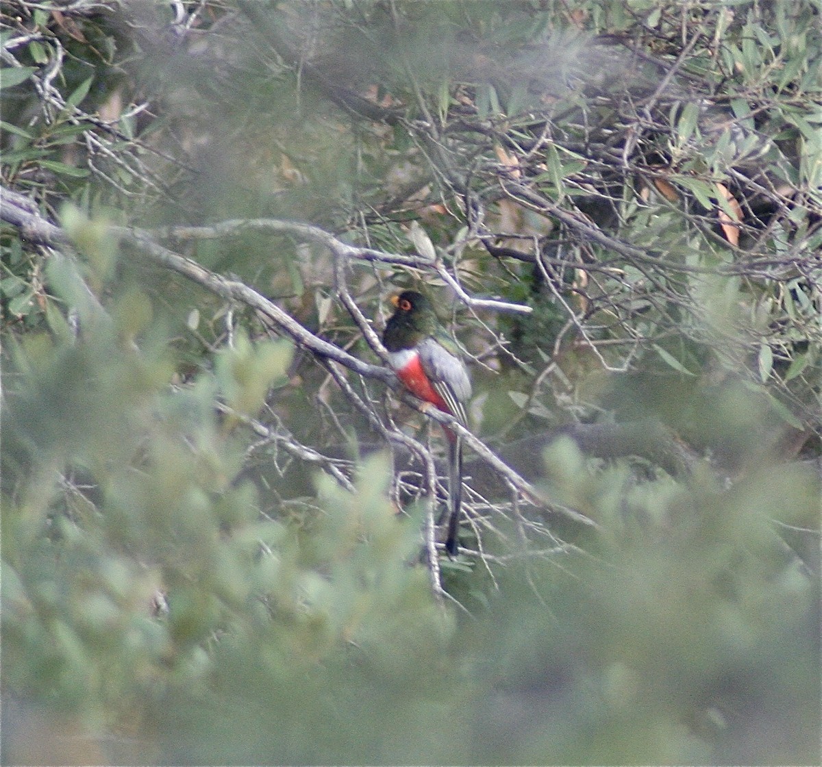 Trogon élégant - ML619982813