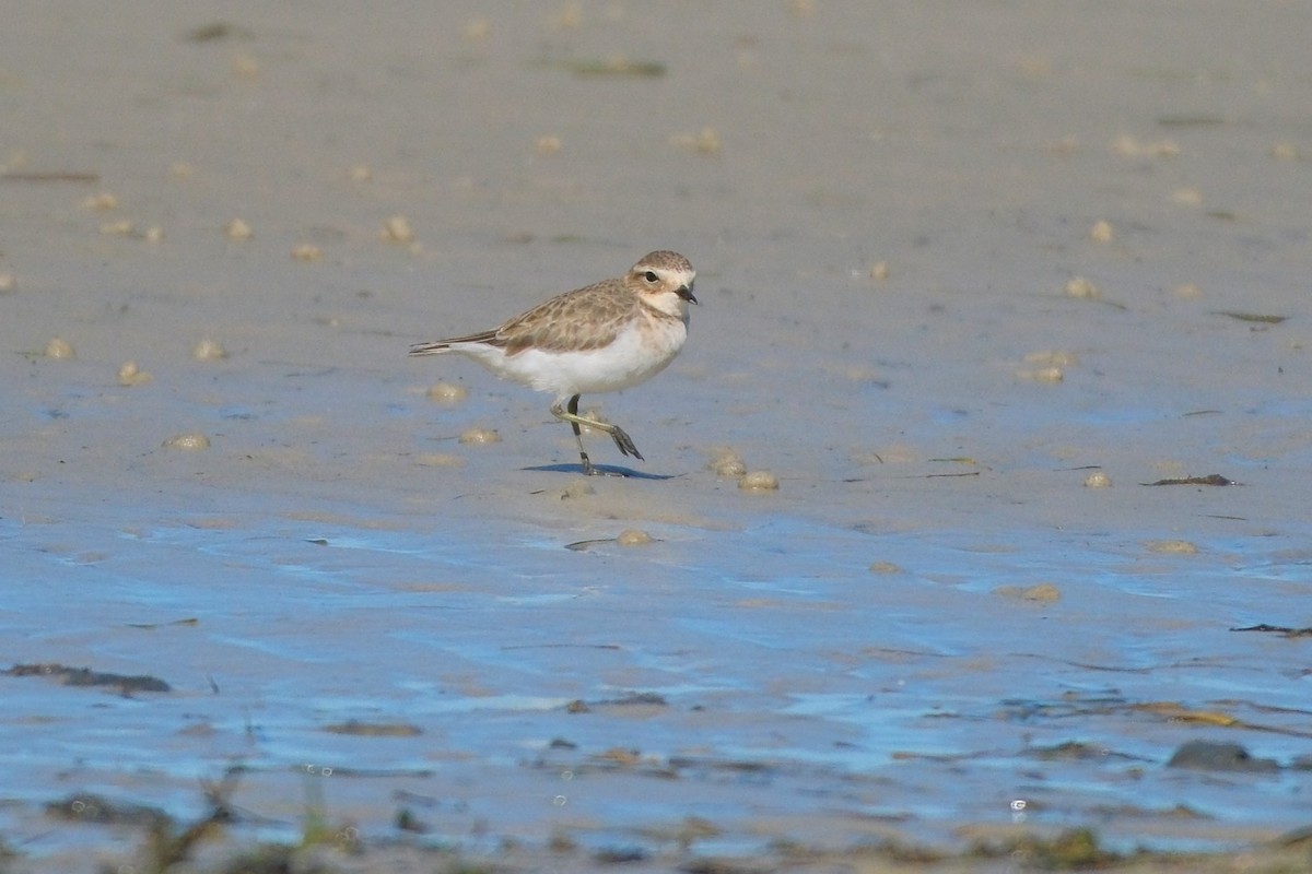 Double-banded Plover - ML619982816