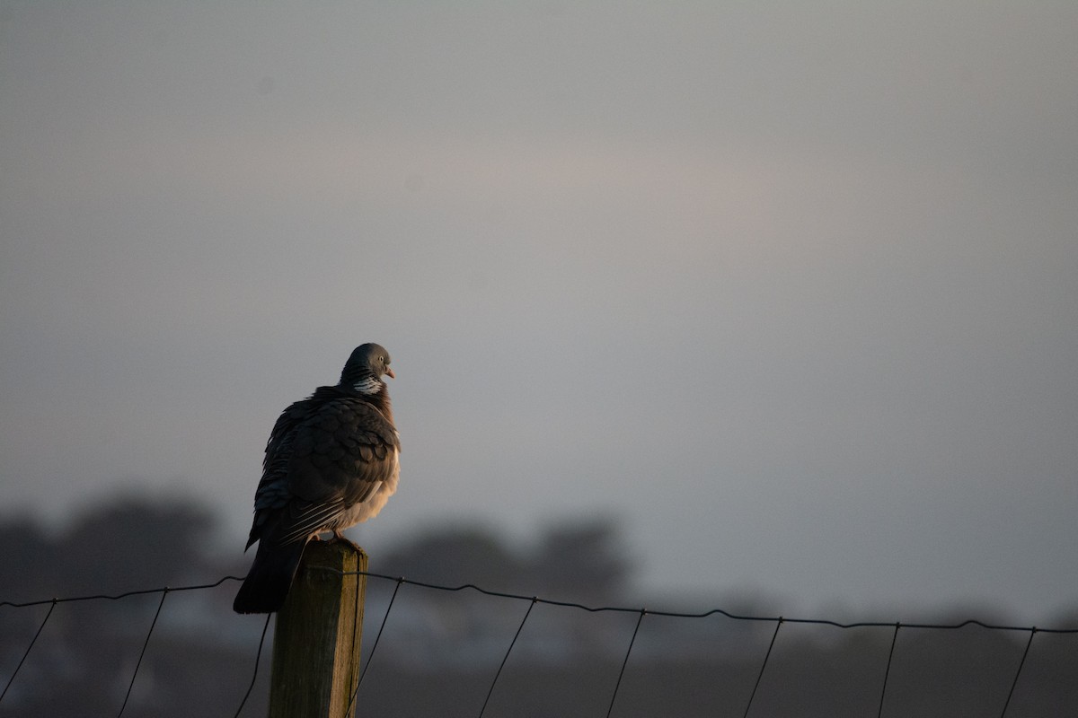 Common Wood-Pigeon - ML619982820