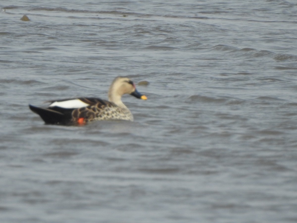 Indian Spot-billed Duck - ML619982822