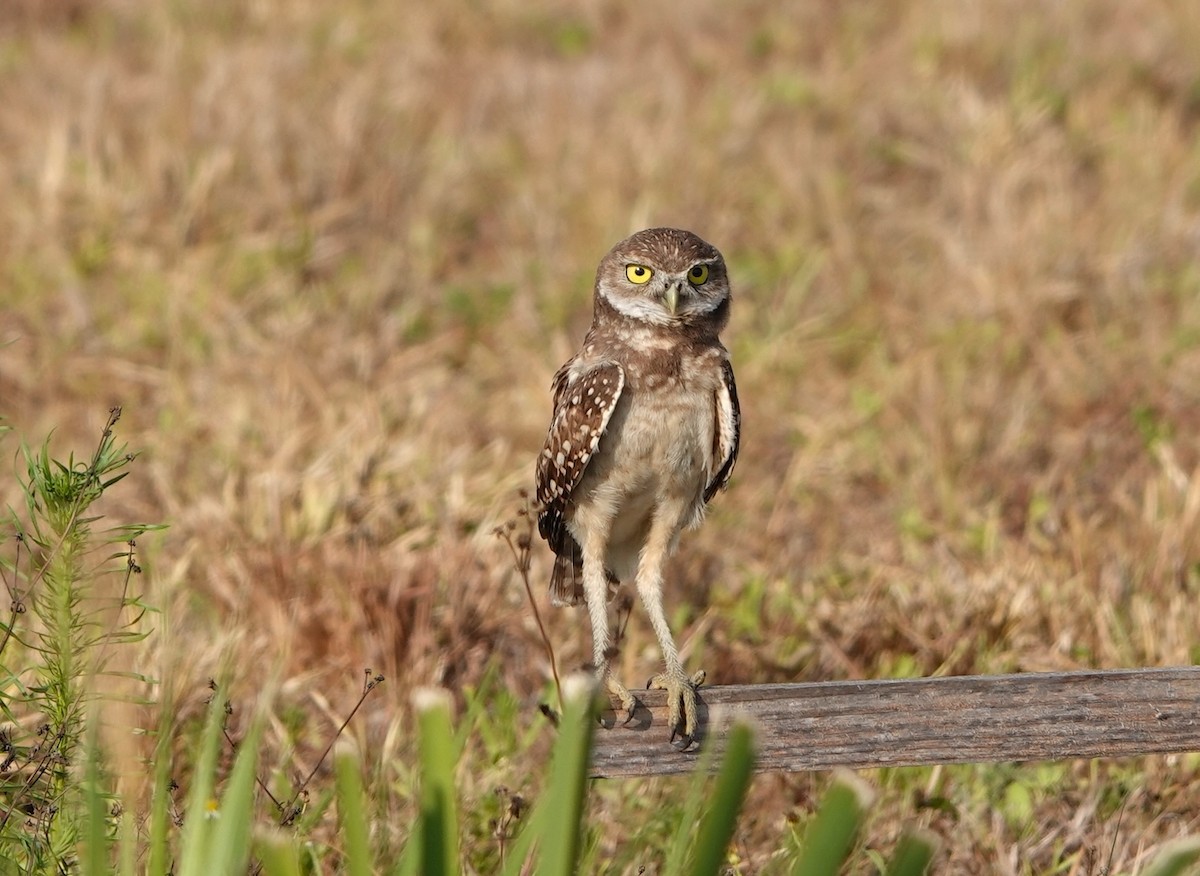 Burrowing Owl - ML619982824