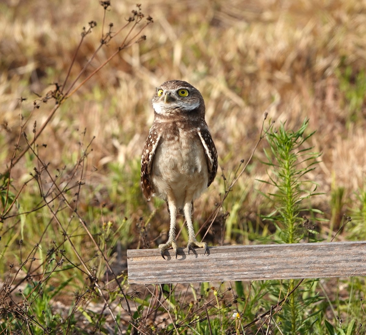 Burrowing Owl - ML619982825