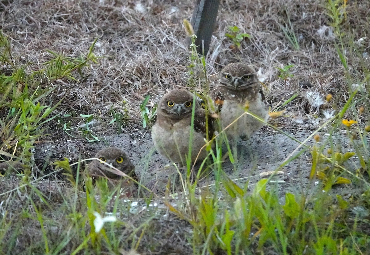 Burrowing Owl - ML619982828