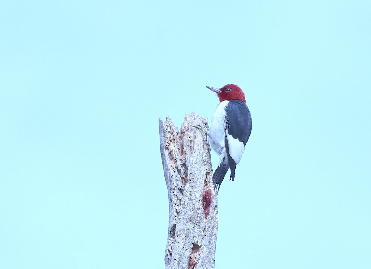 Red-headed Woodpecker - ML619982830
