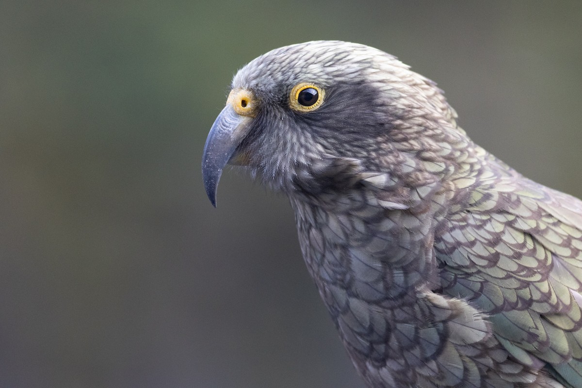 kea - ML619982833