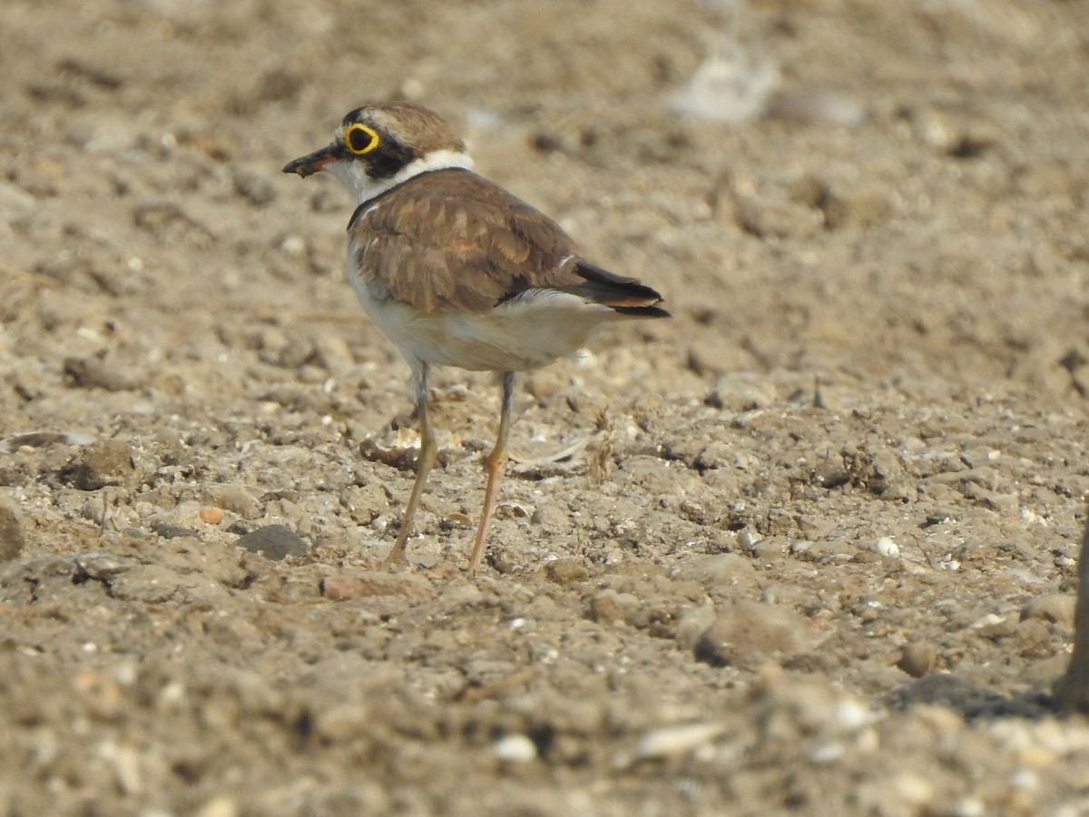 Little Ringed Plover - ML619982835