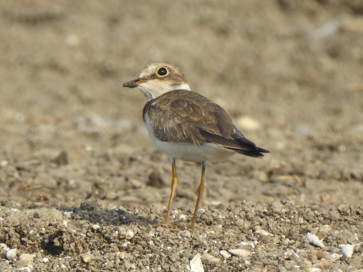 Little Ringed Plover - ML619982836