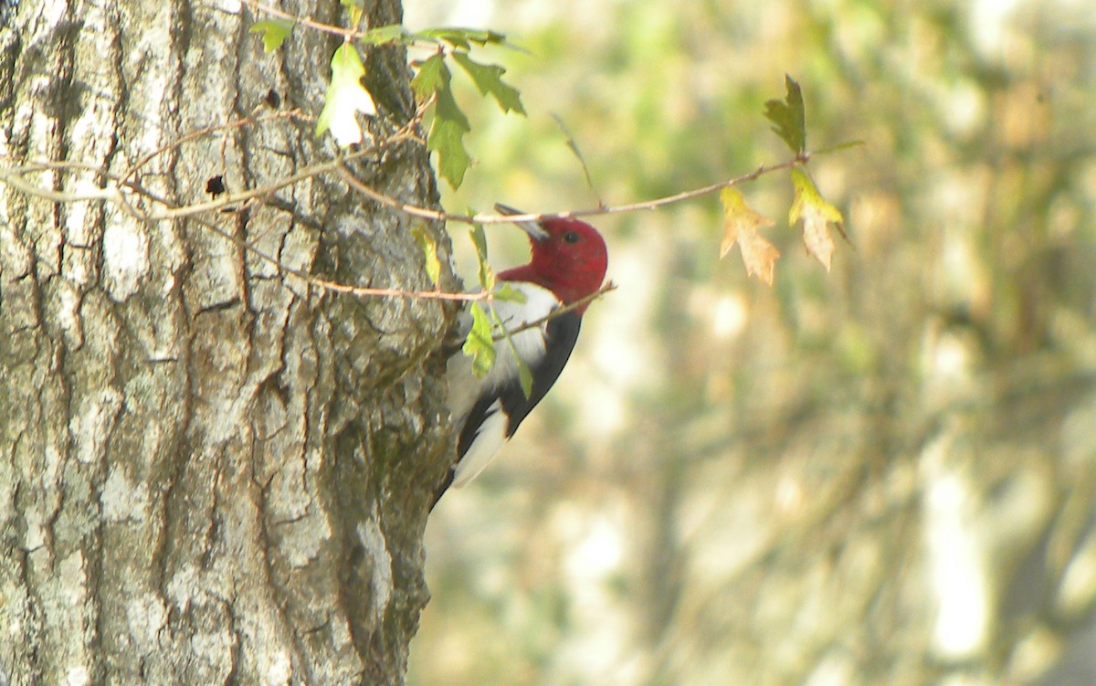 Red-headed Woodpecker - ML619982837