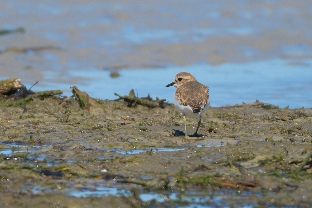 Double-banded Plover - ML619982838