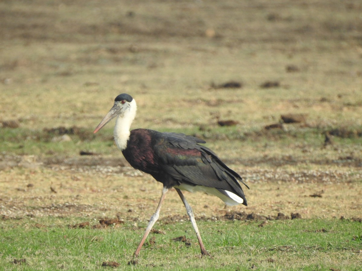Asian Woolly-necked Stork - ML619982843