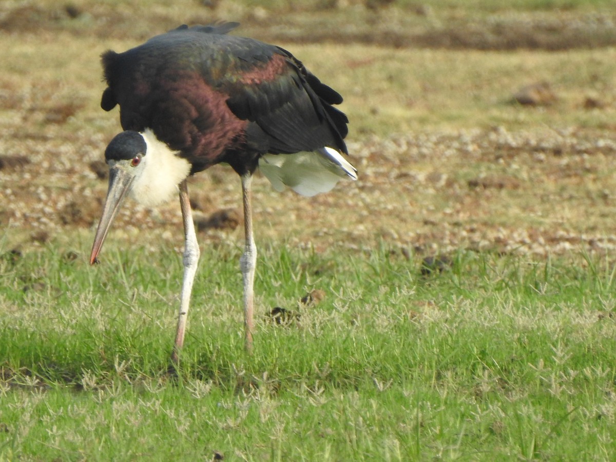 Asian Woolly-necked Stork - ML619982848