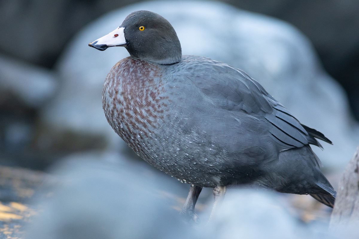 Pato Azul - ML619982851