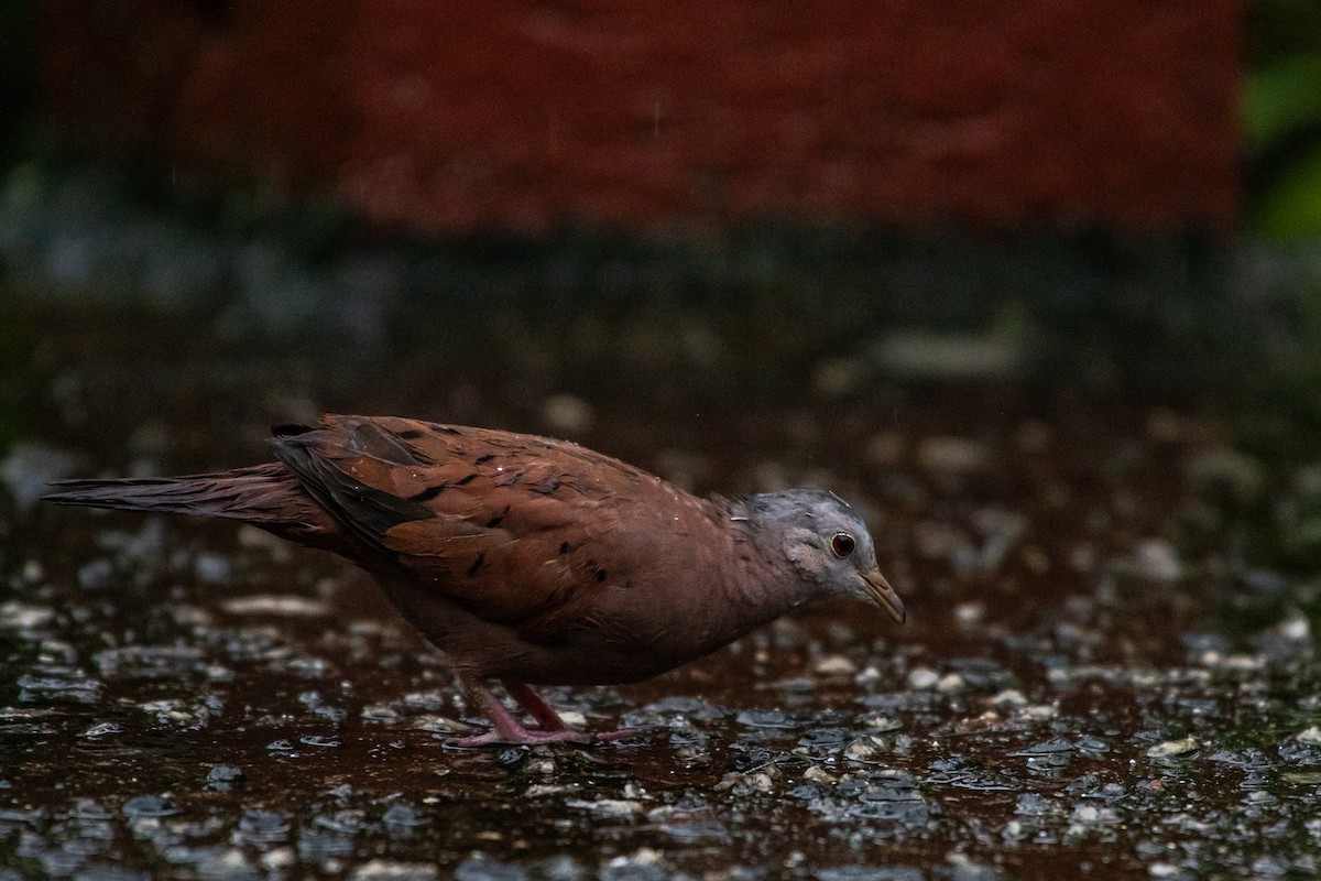 Ruddy Ground Dove - ML619982859