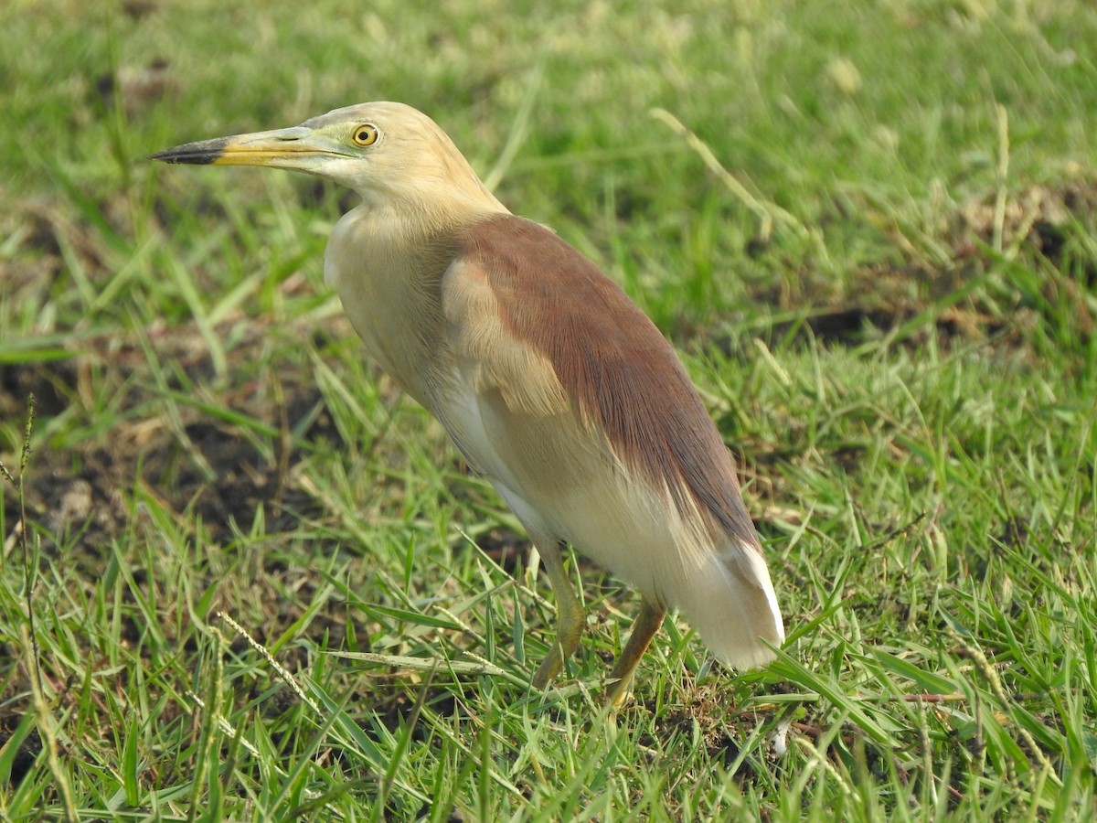 Indian Pond-Heron - ML619982866