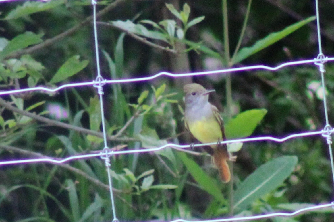 Great Crested Flycatcher - ML619982867